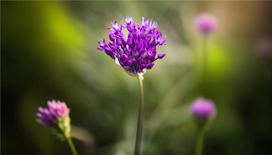 bakuchiol flower